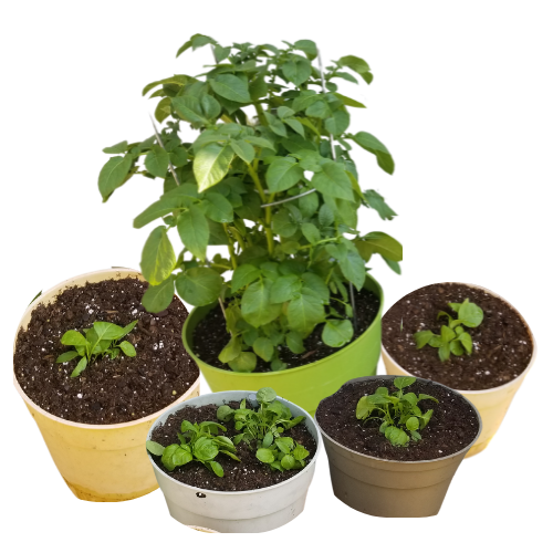 5 conrainer planted green veggies leaves with background removed